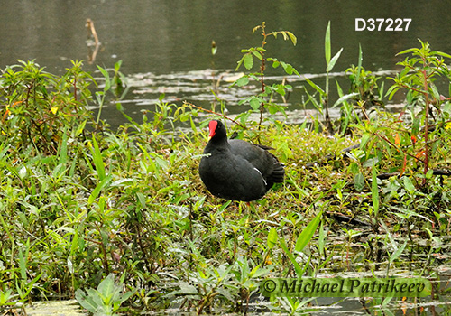 Common Gallinule (Gallinula galeata)